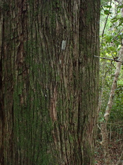 Podocarpus latifolius