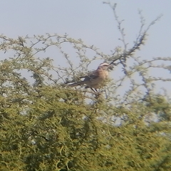 Mimus thenca