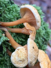 Hygrophoropsis