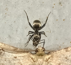 Myrma