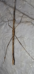 Trachythorax
