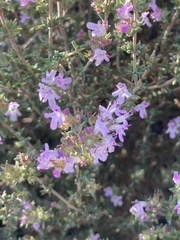 Thymus vulgaris