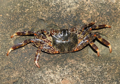 Grapsus