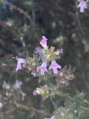 Thymus vulgaris