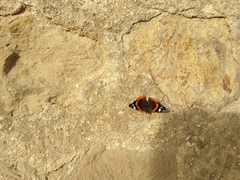 Vanessa atalanta