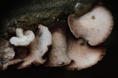 Schizophyllum commune