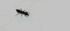 Odontomachus simillimus