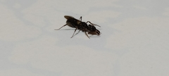 Odontomachus simillimus