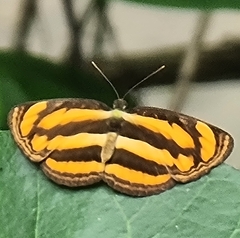 Pantoporia paraka