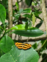 Pantoporia paraka