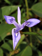 Moraea elliotii