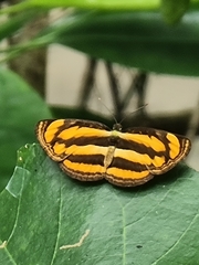 Pantoporia paraka