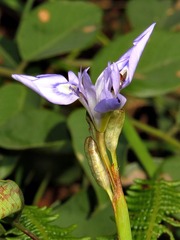 Moraea elliotii