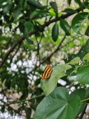 Pantoporia paraka