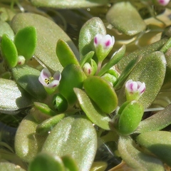 Crassula natans