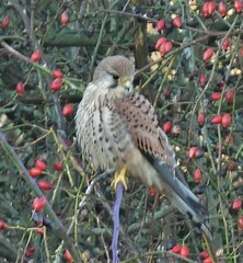 Falco tinnunculus tinnunculus
