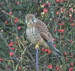 Falco tinnunculus tinnunculus