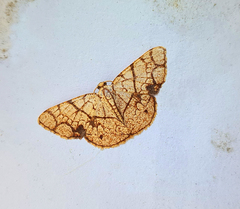 Heterostegane subtessellata