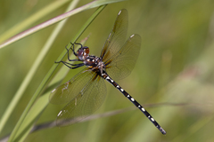 Archaeosynthemis leachii
