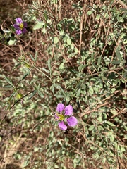 Fagonia cretica