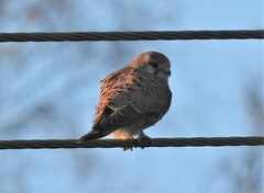 Falco tinnunculus tinnunculus