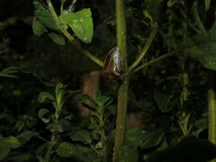 Piezodorus punctipes