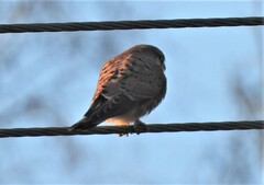 Falco tinnunculus tinnunculus