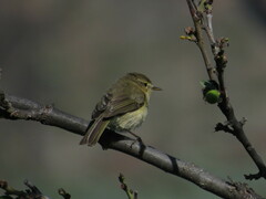 Phylloscopus canariensis