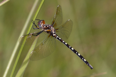 Archaeosynthemis leachii