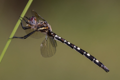 Archaeosynthemis leachii