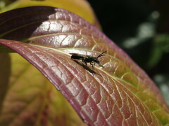 Lasioglossum chalcodes