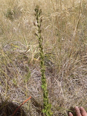 Chromolaena hirsuta