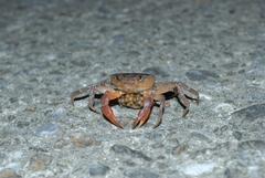 Geothelphusa bicolor