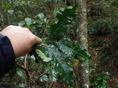Ocotea bullata