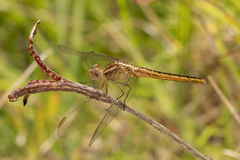 Crocothemis nigrifrons