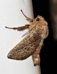 Anaxidia lozogramma