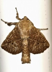 Anaxidia lozogramma