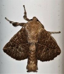 Anaxidia lozogramma