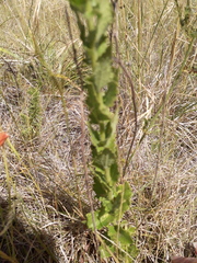 Chromolaena hirsuta