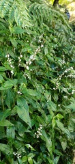 Persicaria jucunda