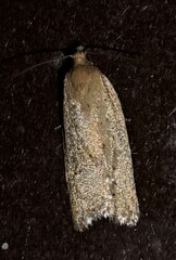 Clepsis divulsana