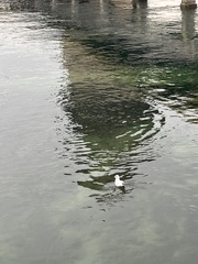 Chroicocephalus ridibundus