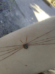 Dicranopalpus ramosus