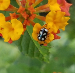 Omophoita
