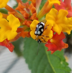 Omophoita