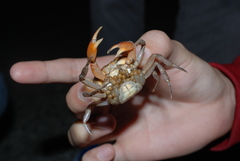 Geothelphusa bicolor