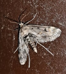 Parapoynx crisonalis