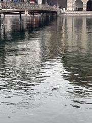 Chroicocephalus ridibundus