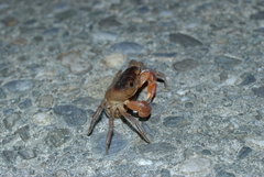 Geothelphusa bicolor