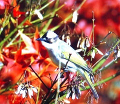 Pycnonotus sinensis formosae